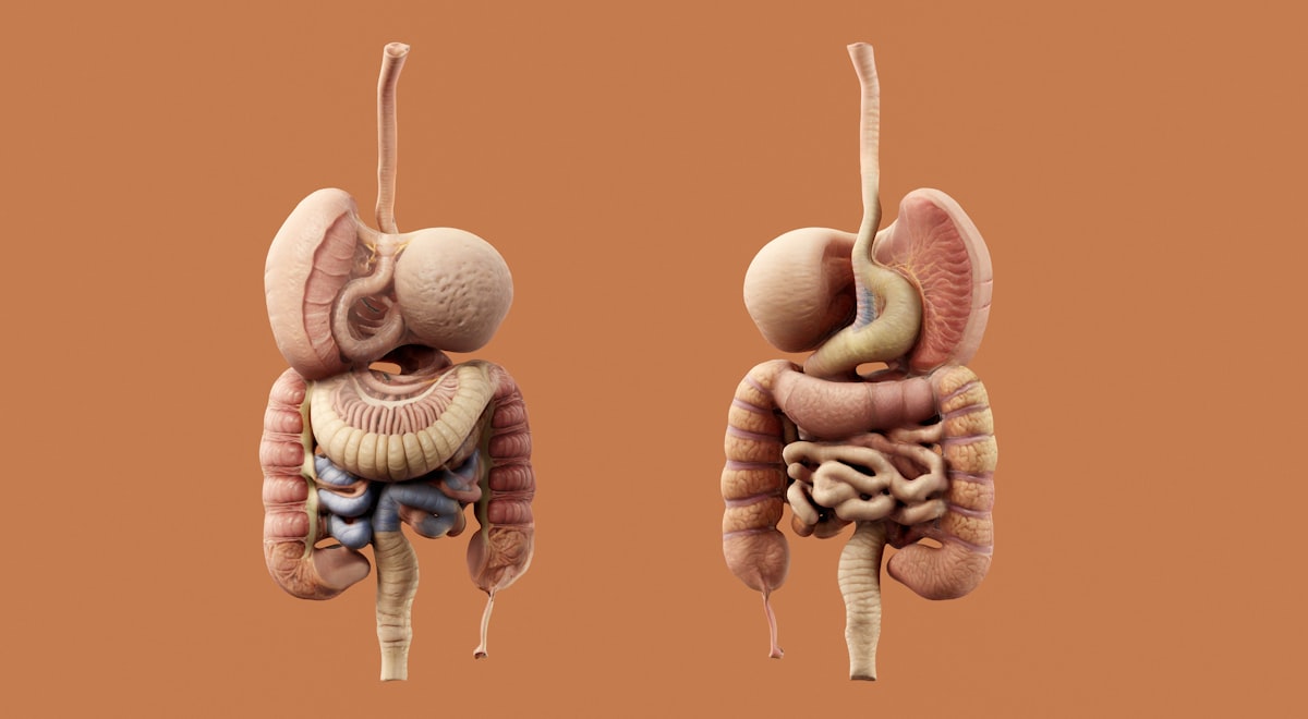 Meal timing and digestion